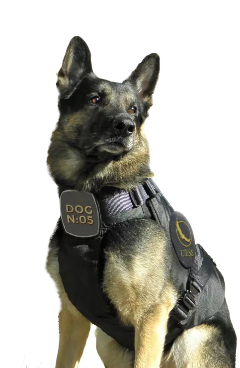 EDD Team (K9)